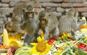 Lopburi-Monkey-Banquet-600x400